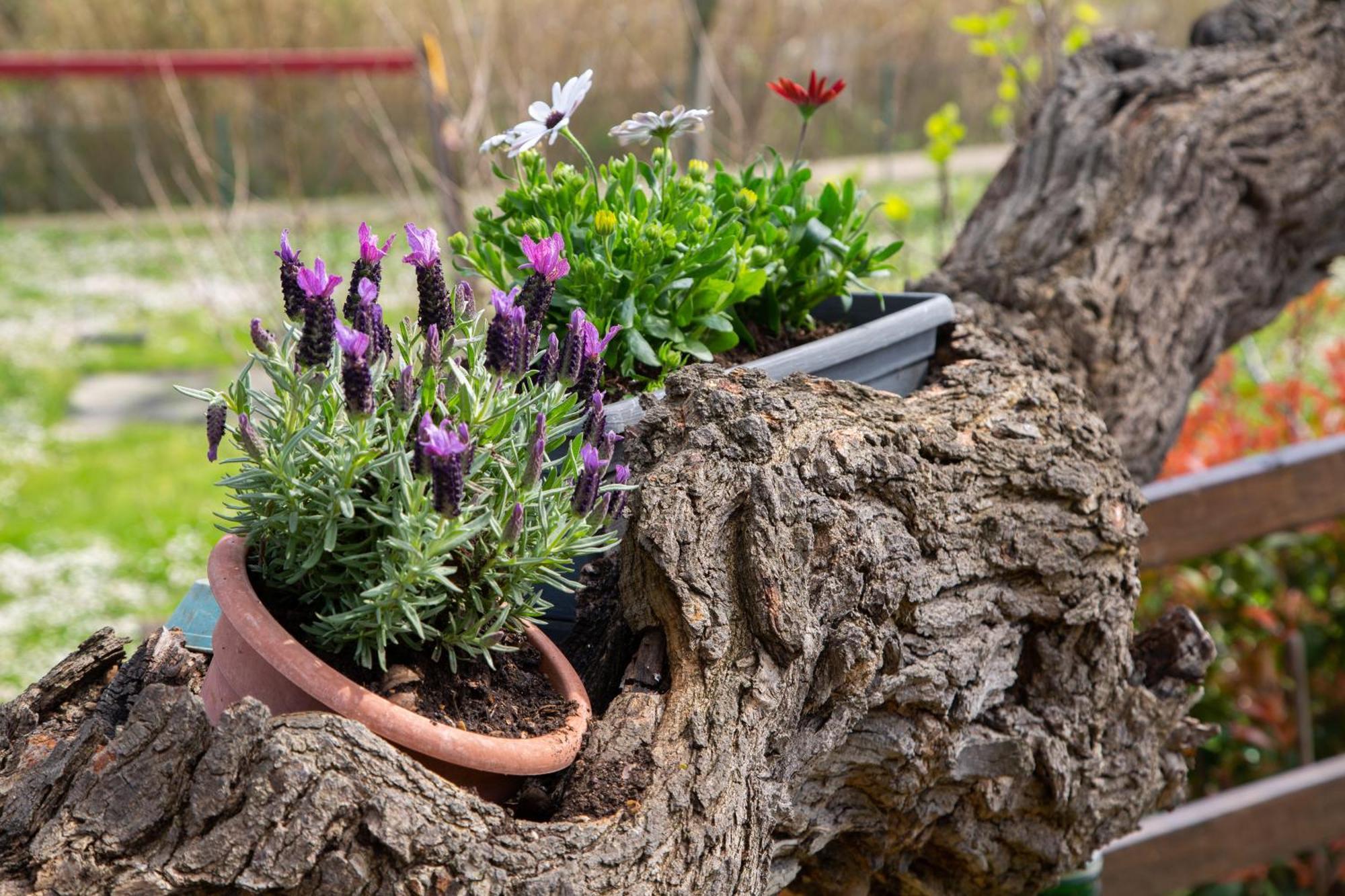Bed and Breakfast Il Casolare Gradara Esterno foto